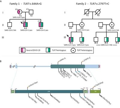 Genetic Screening for TLR7 Variants in Young and Previously Healthy Men With Severe COVID-19